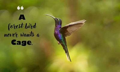 Inspirational Bird Quotes