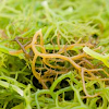 Manfaat Rumput Laut Bagi Kesehatan