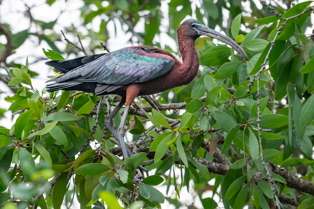 An Bui 2024 Tien Giang - Glossy Ibis (Quắm đen)