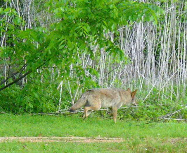 Awesome Encounter with Coyotes at White Rock Lake, Dallas, Texas