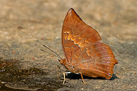 Charaxes bernardus