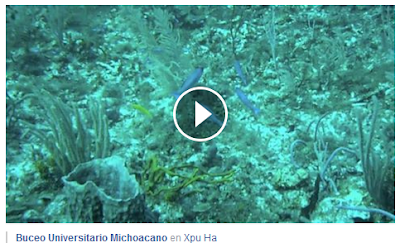 https://www.facebook.com/buceo.michoacano/videos/vb.100000978245329/268751266500813/?type=2&theater