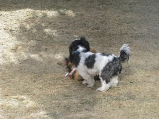 sully cool dog and lena playing