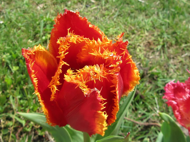 Tulipano Rosso a Petali Frastagliati