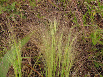 Agrostis montevidensis