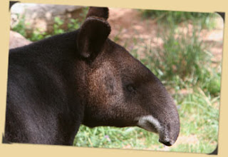 mountain tapir