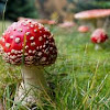 How Magic Psilocybin Mushrooms Affects On Brain 