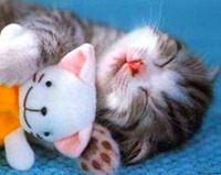 Gatinho (1)