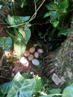 Outdoor Nest mit Hühnereiern, gelegt am Fusse einer Palme