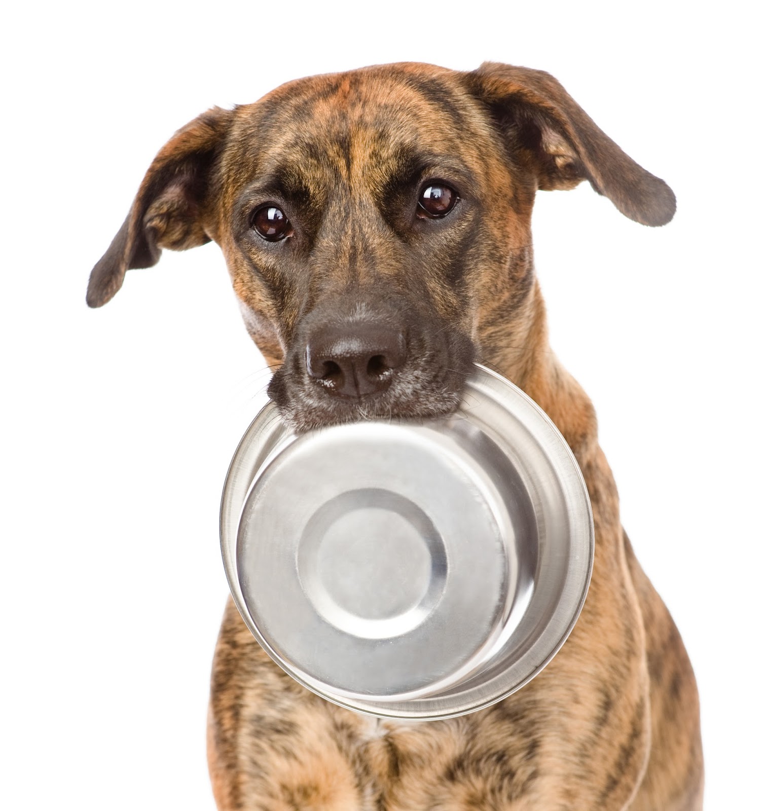 Pijac Canada Helping Pets In Need With The Calgary Food Bank