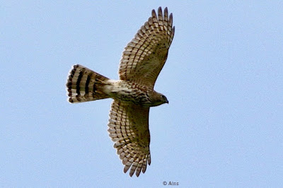 "Shikra, searching for prey"