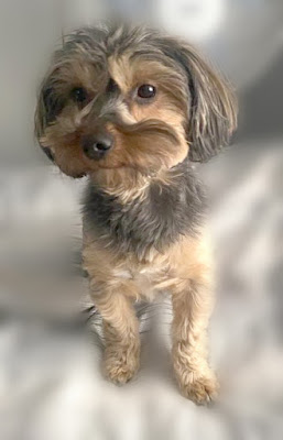 Ivy 2 year old female Yorkshire Terrier