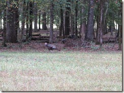 chickamauga 16