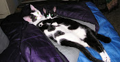 My Kitties