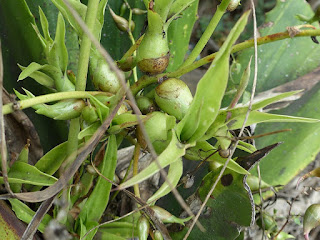 Choca vert - Aloès vert - Chanvre de Maurice - Furcraea foetida