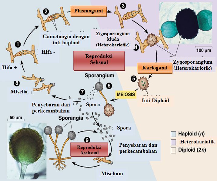 JELASKAN SIKLUS HIDUP RHIZOPUS