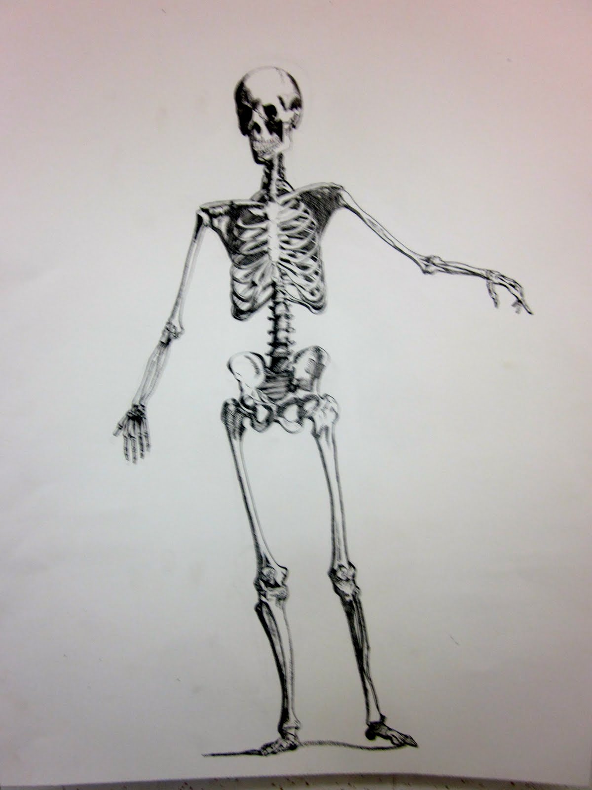 UCD Design Drawing Stars-2011-Winter Quarter The Skeleton Drawings