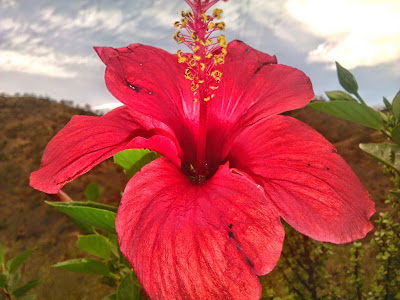 hibisco