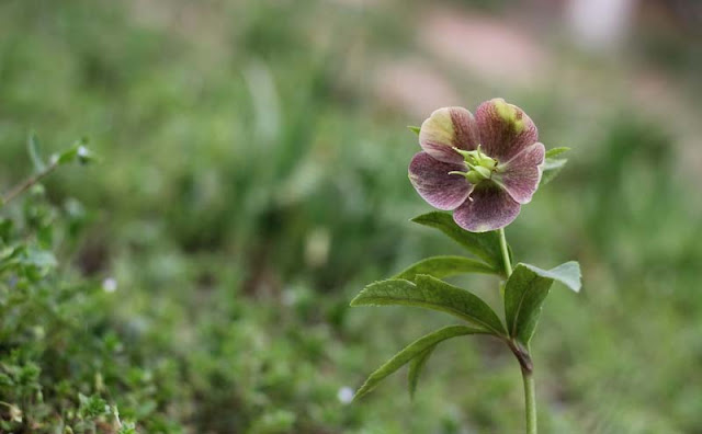 Lenten Rose Flowers