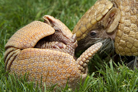 Cute baby armadillo pictures