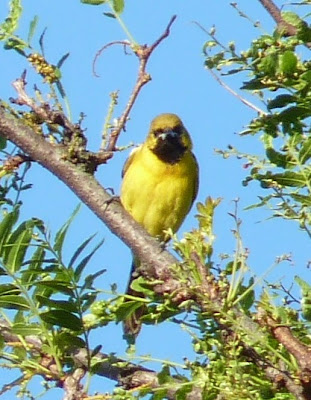 young male Orchard Oriole