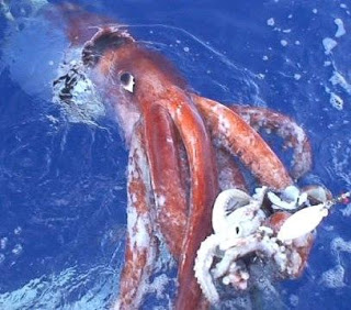 Enorme pulpo hembra con su cría