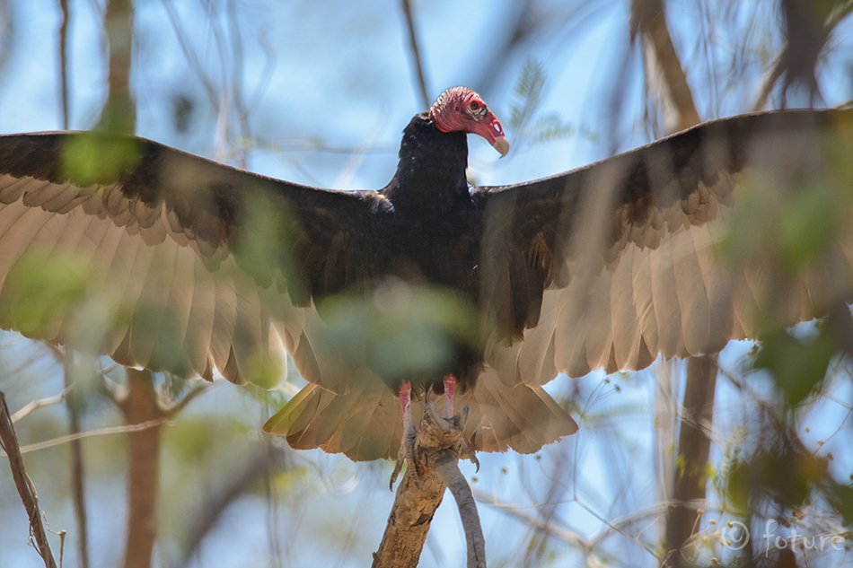 Kalkunkondor, Cathartes aura, Turkey Vulture, kondor, buzzard, Carrion crow