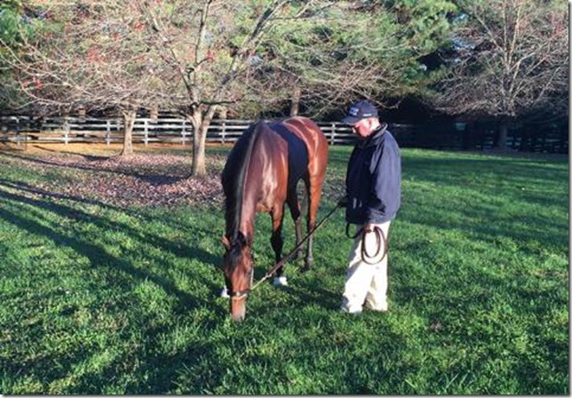American-Pharoah-grazing