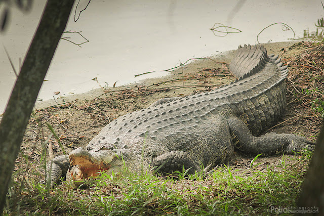 Paya Indah Wetlands Dengkil