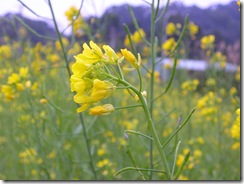 DSCN3045