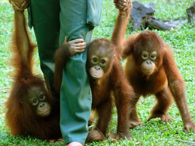 photo of three affectionate baby orangutans keeping close to the zoo keeper