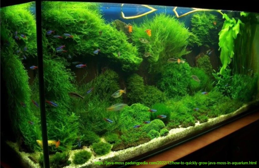 How To Quickly Grow Java Moss In An Aquarium