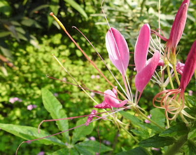 醉蝶花的花