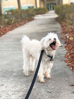 Dog daycare and Dog hotel in Miami for active dogs - Bark's Club.