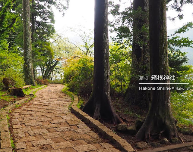 箱根神社：遊歩道