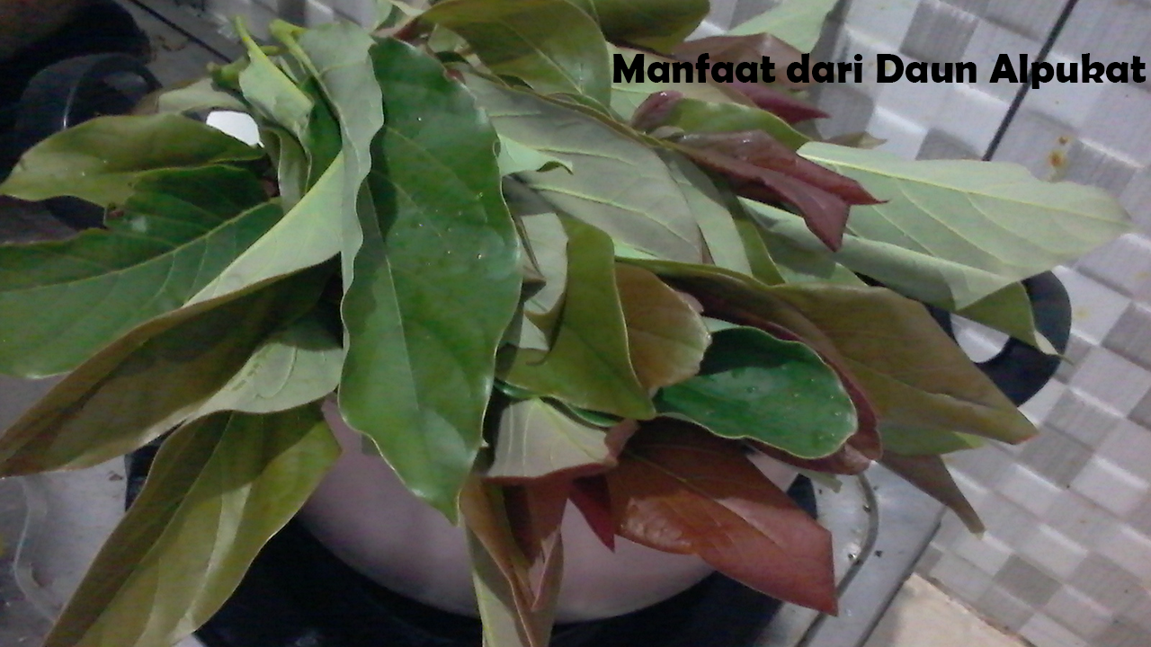 Beberapa Manfaat dari Daun Alpukat