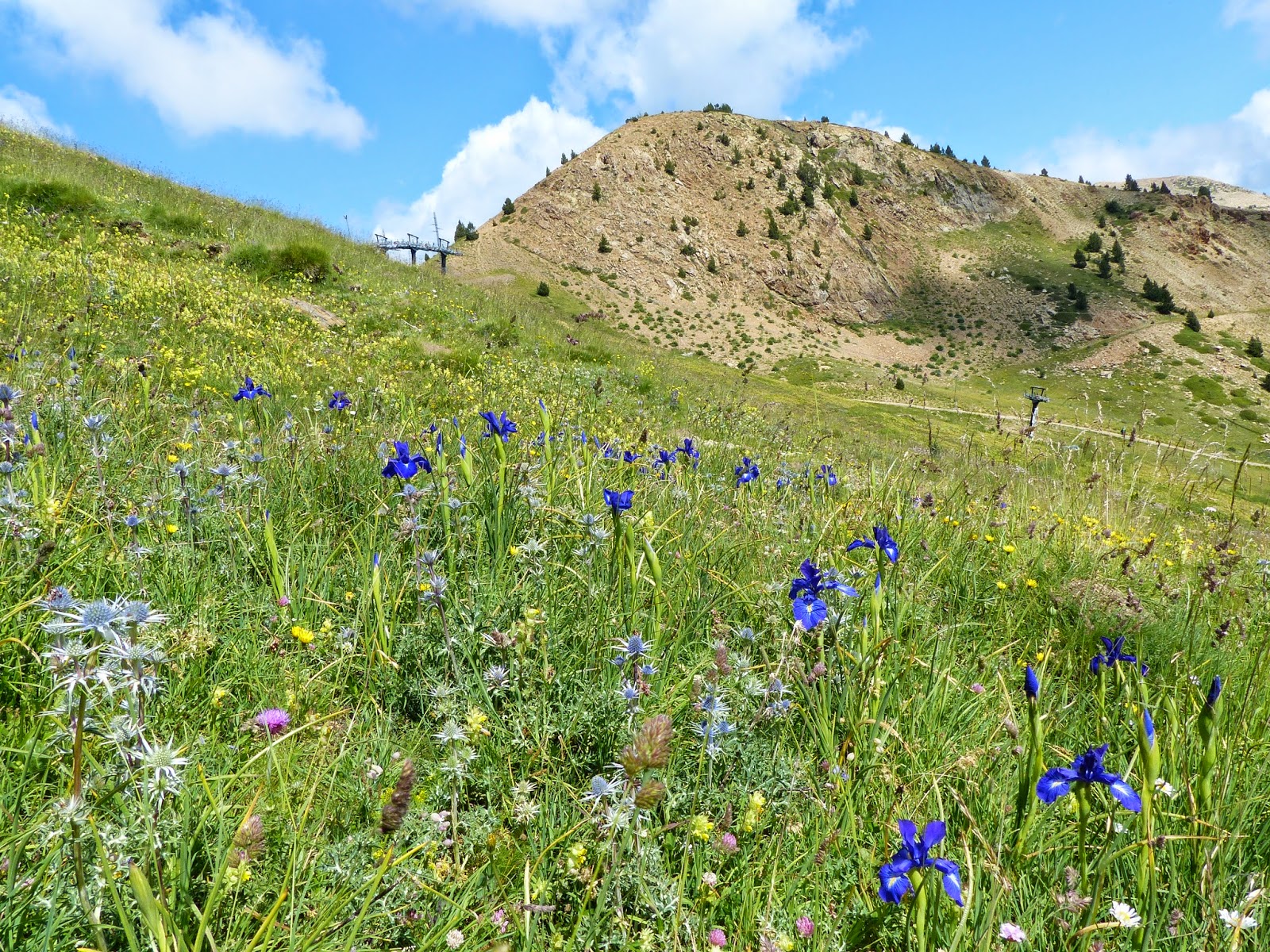 Eryngium bourgatii - Mediterranean Sea Holly - Cardo de puerto - Panicaut de Bourgat