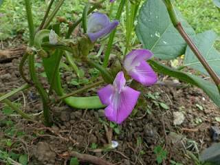 Pois sabre - Canavalia ensiformis - Haricot de Madagascar - Haricot sabre