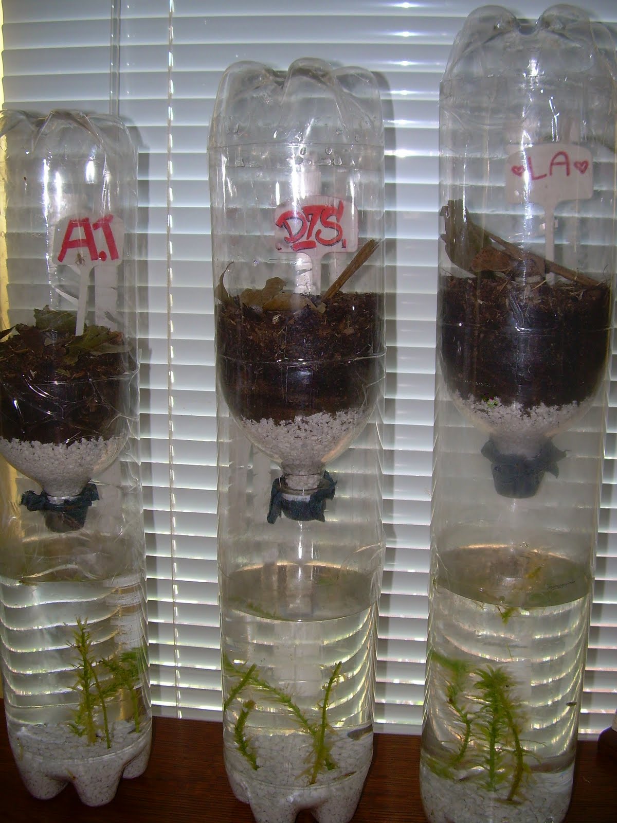 2 Liter Bottle Ecosystem Project