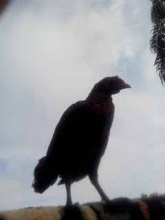 Ayam hutan sumatera