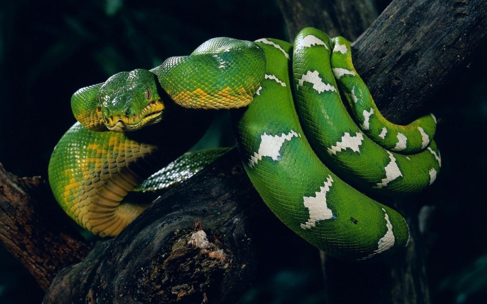 Green Anaconda