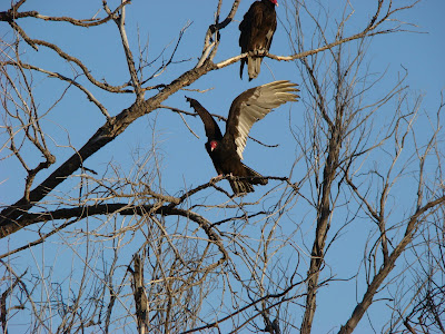 Turkey Vulture