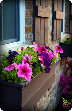 brown window boxes