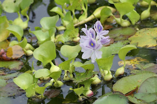 Jacinthe d'eau - Eichhornia crassipes