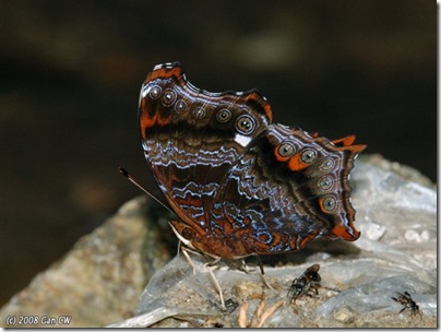 Rhinopalpa polynice eudoxia-MYFH-200805-N0108