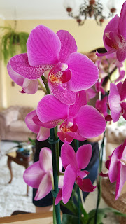 orquideas-com-flores-nutrientes