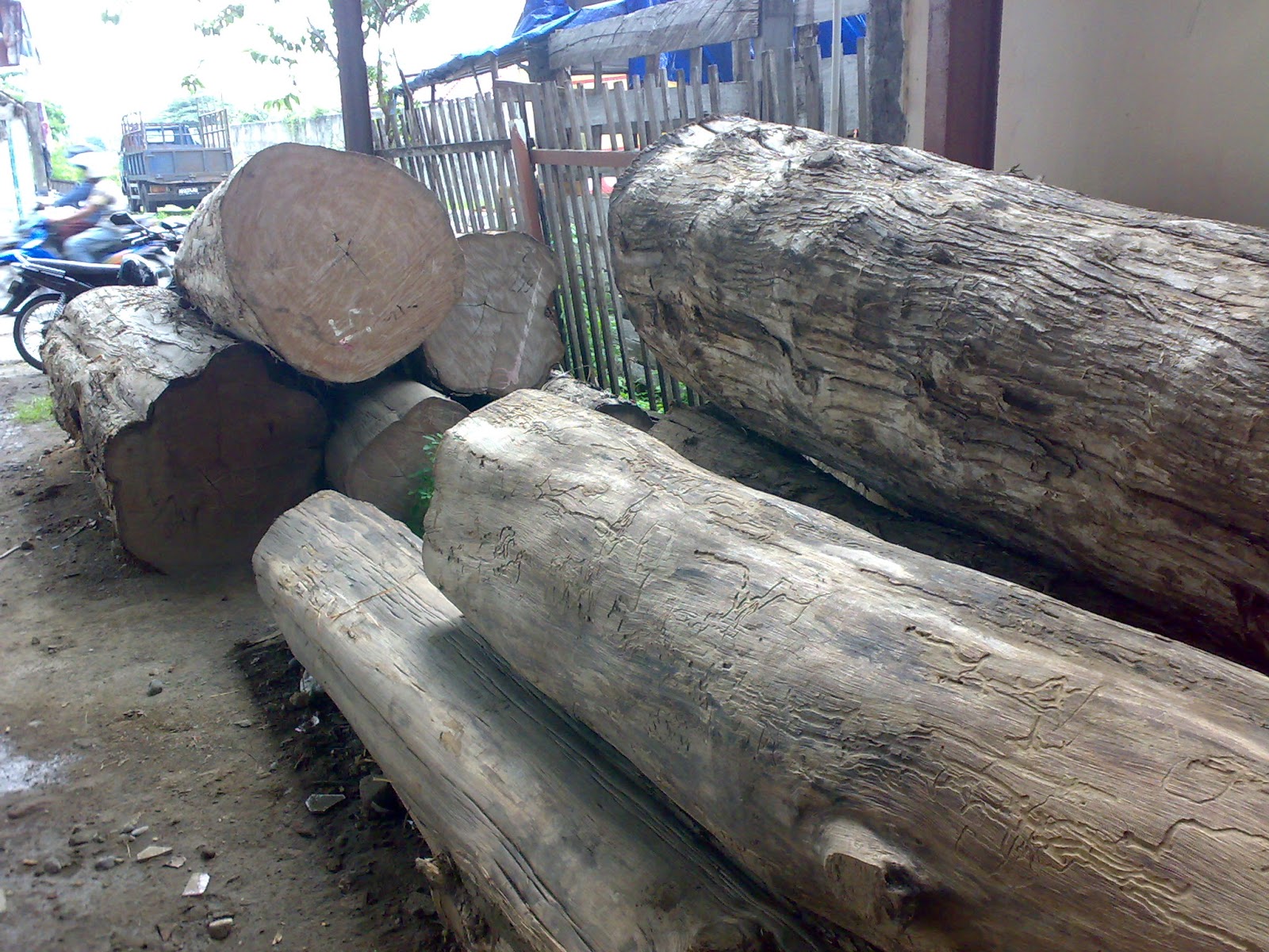  JATI PERHUTANI DIAMETER BESAR JUAL KAYU JATI KUSEN 