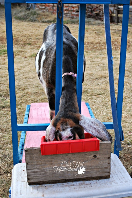 A black and white goat on a blue and pink milkstand.