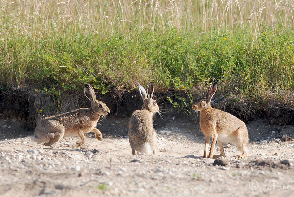 Halljänes, Lepus europaeus, European hare, jänes