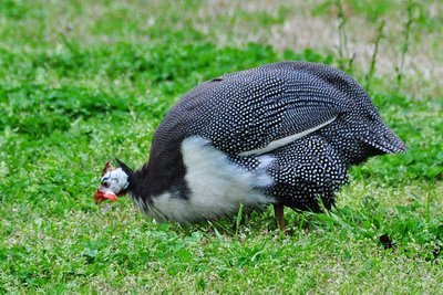 this guinea fowl is looking for a snack